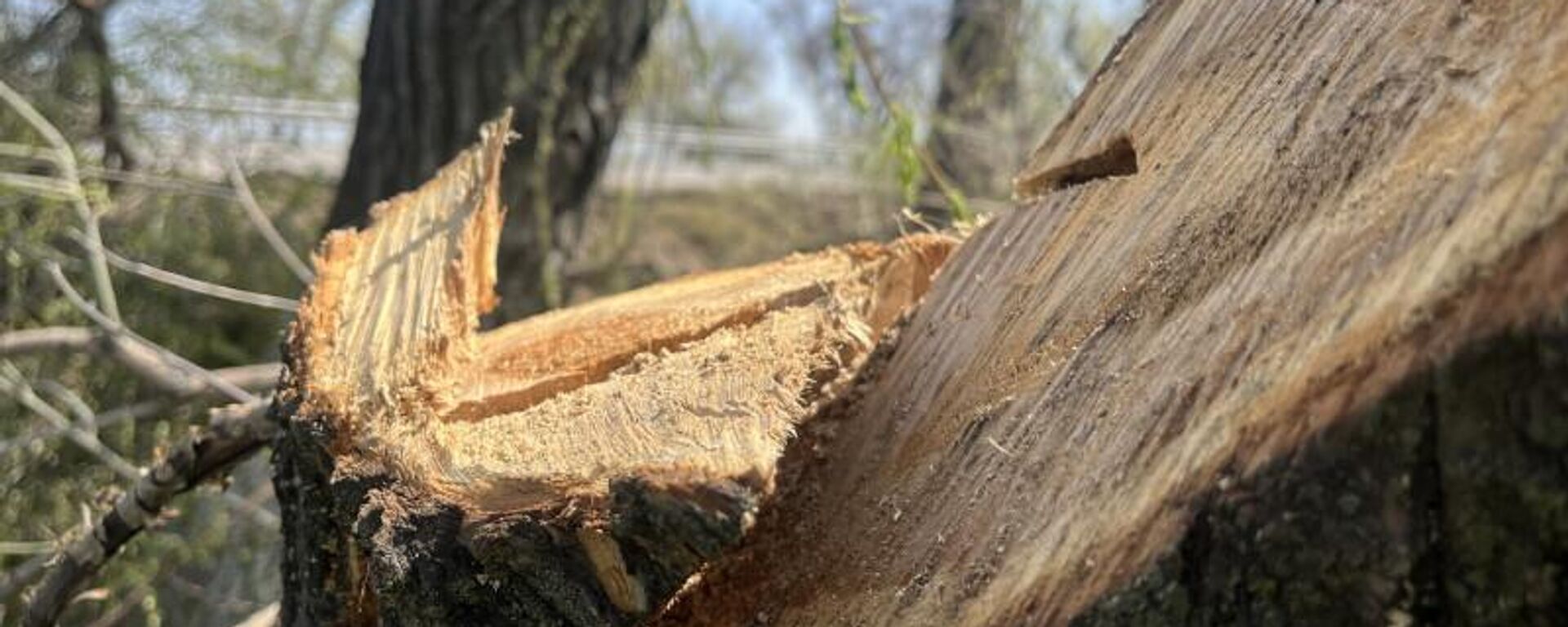 Кыйылган дарак - Sputnik Кыргызстан, 1920, 27.02.2026