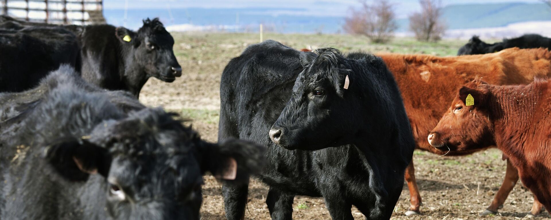 Жайыттагы уйлар. Архив - Sputnik Кыргызстан, 1920, 19.05.2025