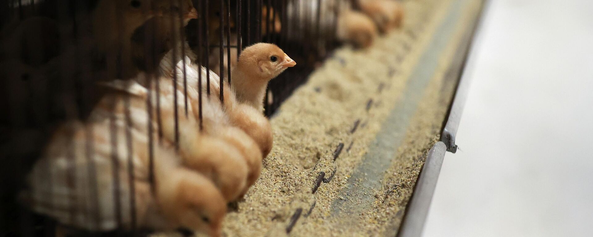 Тоок фермасы. Архивдик сүрөт - Sputnik Кыргызстан, 1920, 04.08.2025