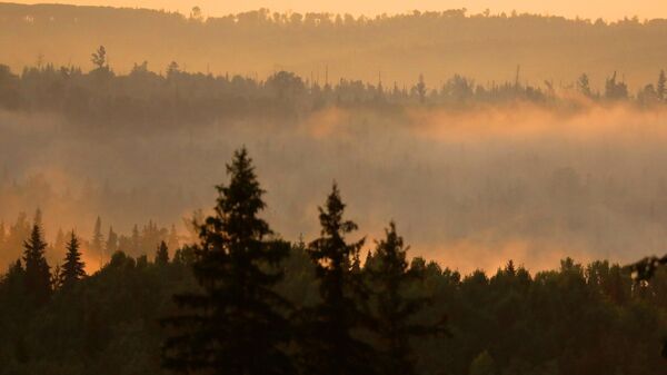 Токой. Архивдик сүрөт - Sputnik Кыргызстан