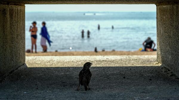 Воробей прячется в тени на набережной.  - Sputnik Кыргызстан