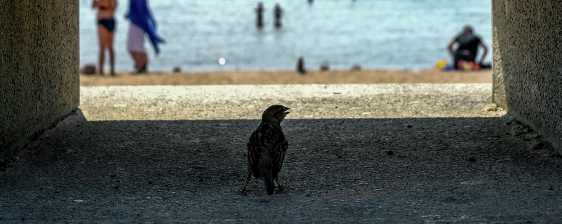 Воробей прячется в тени на набережной.  - Sputnik Кыргызстан, 1920, 06.08.2025