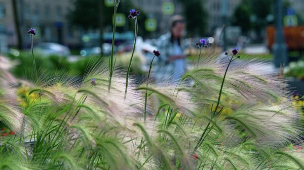 Бак-дарак. - Sputnik Кыргызстан