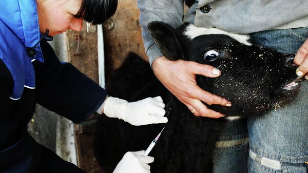 Ветеринар шарп оорусуна каршы эмдөө жүргүзүп жатат. Архив - Sputnik Кыргызстан