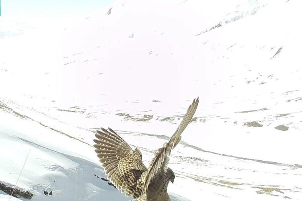 Нарындын Ак-Сай өрөөнүндө орнотулган камераларга тартылып калган илбирс баштаган жапайы жаныбарлардын сүрөтүн NABU уюму жарыялады - Sputnik Кыргызстан