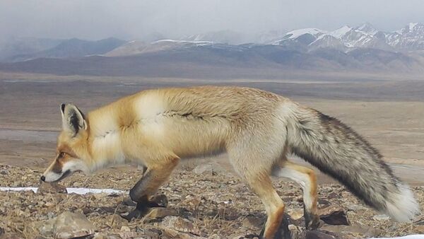 Нарындын Ак-Сай өрөөнүндө орнотулган камераларга тартылып калган түлкү - Sputnik Кыргызстан