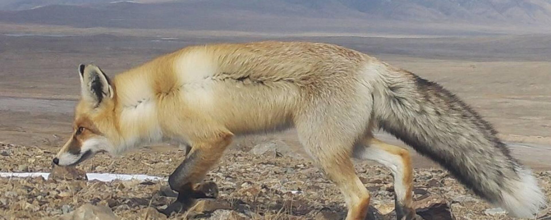 Нарындын Ак-Сай өрөөнүндө орнотулган камераларга тартылып калган түлкү - Sputnik Кыргызстан, 1920, 21.08.2025