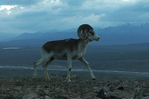 Андан бейтааныш болгон техниканы тикирее тиктеген мадылды, кыйгап өткөн илбирсти, бейкапар бараткан кулжаны, түлкүнү жана башка жаныбарларды көрүүгө болот - Sputnik Кыргызстан