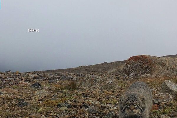 Бул фототузактар Ак-Сай өрөөнүнө былтыр орнотулган - Sputnik Кыргызстан