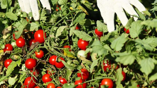 Помидор жыйноо иштери. Архив - Sputnik Кыргызстан