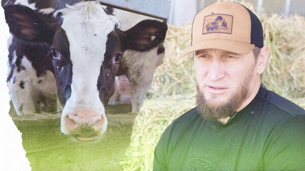 Эти коровы стоят тысячи евро! История успеха кыргызстанского фермера - Sputnik Кыргызстан