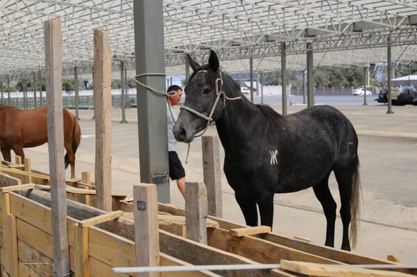 Он рассчитан на содержание до 1 500 голов крупного и 6 000 голов мелкого рогатого скота. Кроме того, предусмотрено создание 300 рабочих мест. На территории возведены хозяйственные сараи, современная столовая площадью 360 квадратных метров, а также продолжаются работы по строительству скотобойни. - Sputnik Кыргызстан