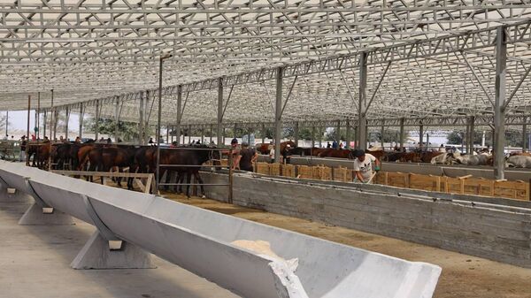 Бишкекте  Алтын казык деп аталган жаңы мал базар иштей баштады - Sputnik Кыргызстан