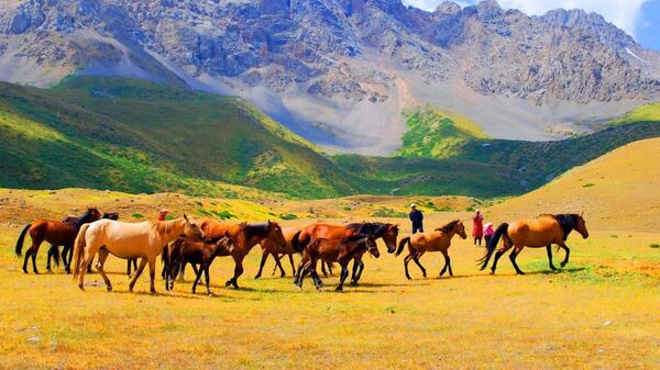 Жайлоодогу жылкылар - Sputnik Кыргызстан