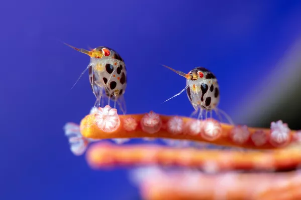 Cyproideidae түрүнө кирген эки амфипода, булардын денесинин узундугу болгону 3 миллиметр. Сүрөттө жаныбарлар маржан ташында эс алууда. Адатта буларды "деңиз айланкөчөктөрү" деп атап коюшат. Симметриясы жана өң-түсү менен өзгөчөлөнүп турушат.Бул Юрий Ивановго таандык эмгек. Индонезияда тартылып, "Абсолюттук чемпион" наамына татыктуу болду. - Sputnik Кыргызстан
