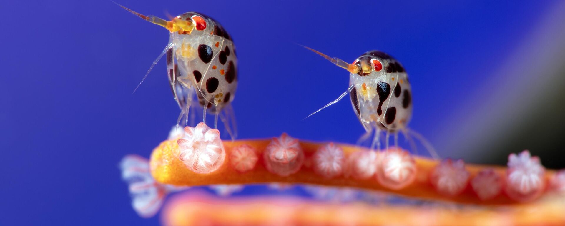 Снимок Two amphipods фотографа Yury Ivanov, победивший в конкурсе Ocean Photographer of the Year 2025 - Sputnik Кыргызстан, 1920, 19.09.2025