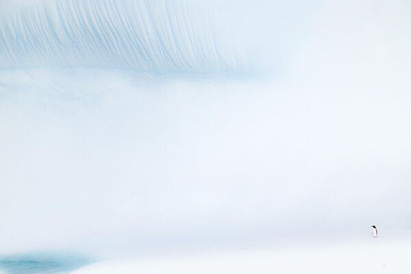 Ромен Барац &quot;Көркөм сүрөт искусствосу&quot; номинациясынын финалына чыкты. Айсберг алдында турган пингвиндин сүрөтү Антарктикада тартылган. - Sputnik Кыргызстан