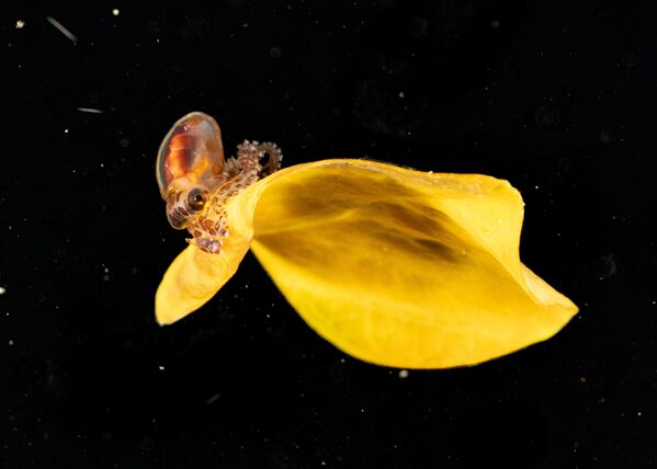 Осьминогдун жалбыракта сүзүп ойноп жүргөн баласы. Цзялин Цай Анилао (Филиппиндер) аймагынан тарткан бул сүрөт сынак финалчыларынын катарын толуктады. - Sputnik Кыргызстан