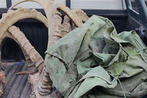 Окуя болгон жерди текшерүү маалында беш тоо текенин башы жана териси табылды. Шектүү убактылуу кармоочу жайга киргизилген - Sputnik Кыргызстан