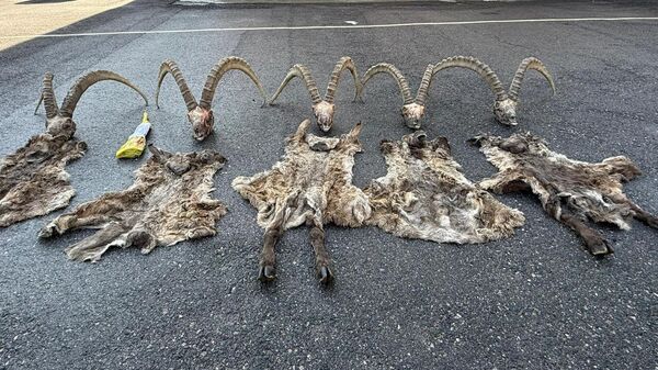 Задержание егеря, подозреваемого в незаконной охоте на Иссык-Куле - Sputnik Кыргызстан