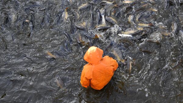 Карп-сазандар. Архив - Sputnik Кыргызстан