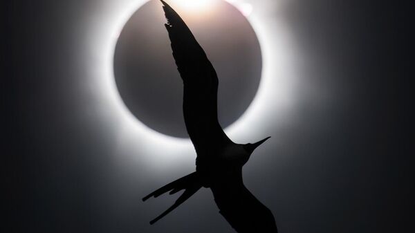 Снимок The Frigatebird and the Diamond Ring канадского фотографа Liron Gertsman, победивший в фотоконкурсе Bird Photographer of the Year 2025 - Sputnik Кыргызстан