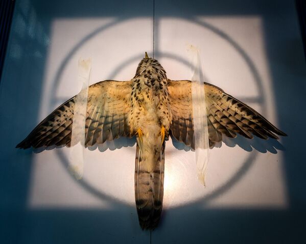 Индийский фотограф Сартак Агравал назвал свою работу  &quot;Рентгенография&quot;. На снимке изображен раненый птенец обыкновенной ястребиной кукушки, который был спасен после того, как его сбил автомобиль в городе. Фото сделано в районе Аурангабад (Махараштра, Индия). - Sputnik Кыргызстан