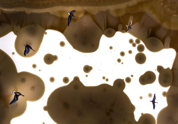 &quot;Полет&quot;, снятый венгерским фотографом Тибором Литауски, занял третье место. Фото гусей сделано с помощью беспилотника в районе  Акашто (Венгрия). - Sputnik Кыргызстан