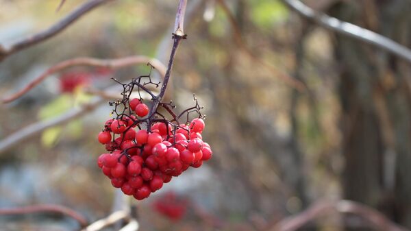 Осень в Кыргызстане - Sputnik Кыргызстан