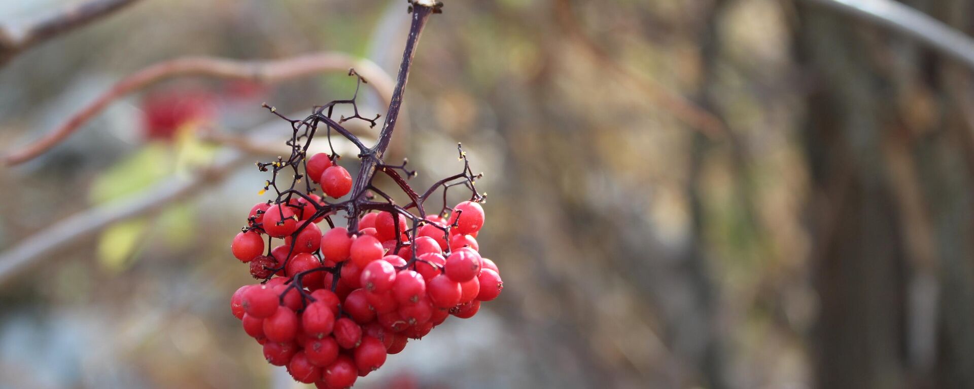 Осень в Кыргызстане - Sputnik Кыргызстан, 1920, 05.10.2025