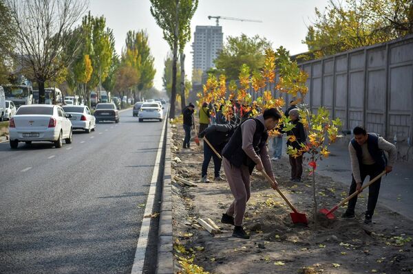 В рамках акции будет высажено 10 тысяч деревьев, особое внимание уделят территориям школ. Высота саженцев — от двух до пяти метров. - Sputnik Кыргызстан
