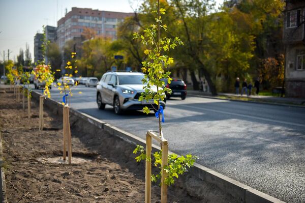 Для удобства учета в каждом районе на деревьях завязаны ленты разного цвета, обозначающие административную принадлежность территории - Sputnik Кыргызстан