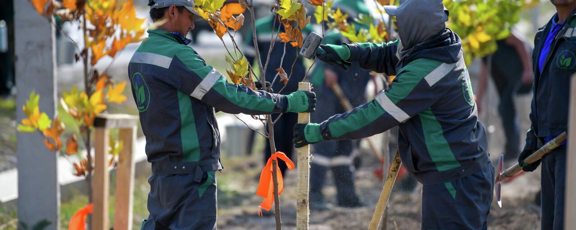 Старт массовой посадки деревьев в Бишкеке - Sputnik Кыргызстан, 1920, 18.10.2025