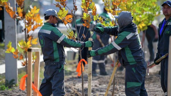 Старт массовой посадки деревьев в Бишкеке - Sputnik Кыргызстан