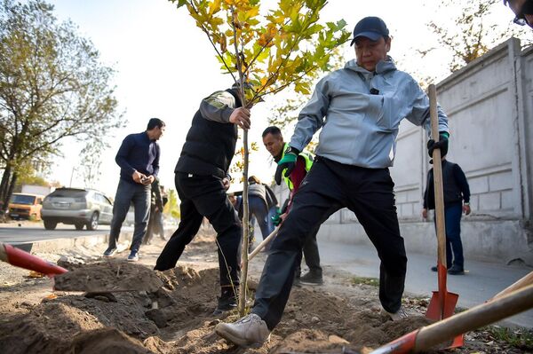 В Бишкеке с участием мэра Айбека Джунушалиева и его заместителей началась масштабная посадка деревьев - Sputnik Кыргызстан