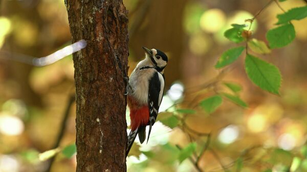 Парктагы куш - Sputnik Кыргызстан
