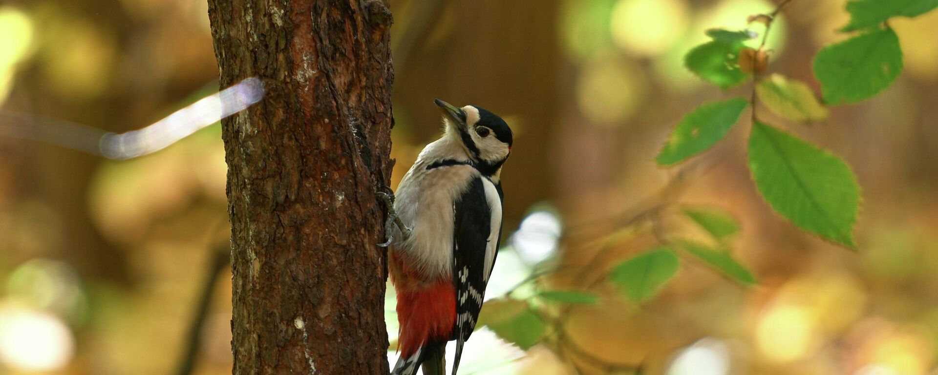 Күз мезгили - Sputnik Кыргызстан, 1920, 26.10.2025