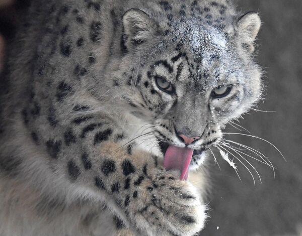 Красноярскидеги ачык вольердеги Аксу &quot;айым&quot; - Sputnik Кыргызстан