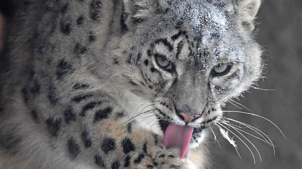 Самка снежного барса по кличке Аксу в открытом вольере в парке флоры и фауны Роев ручей в Красноярске - Sputnik Кыргызстан