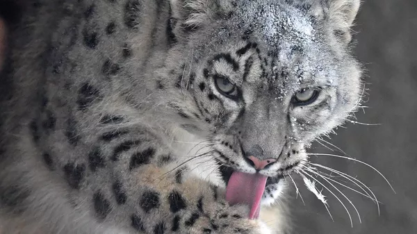 Самка снежного барса по кличке Аксу в открытом вольере в парке флоры и фауны Роев ручей в Красноярске - Sputnik Кыргызстан