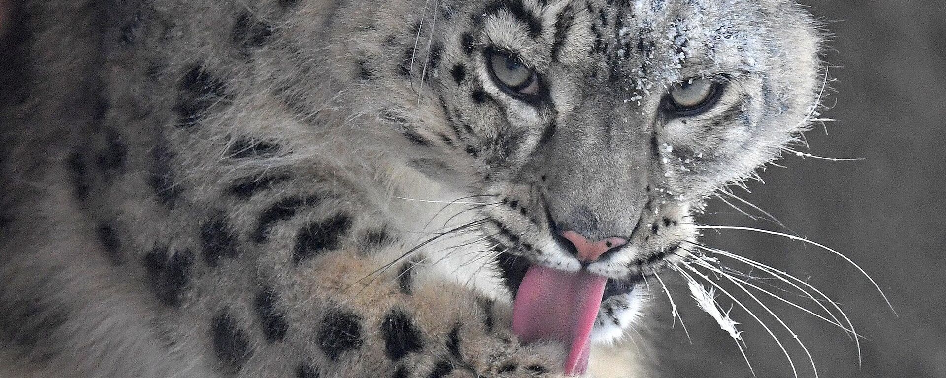 Самка снежного барса по кличке Аксу в открытом вольере в парке флоры и фауны Роев ручей в Красноярске - Sputnik Кыргызстан, 1920, 23.10.2025