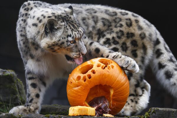 Зоопарктагы барс. Уэст-Колдер, Шотландия. - Sputnik Кыргызстан