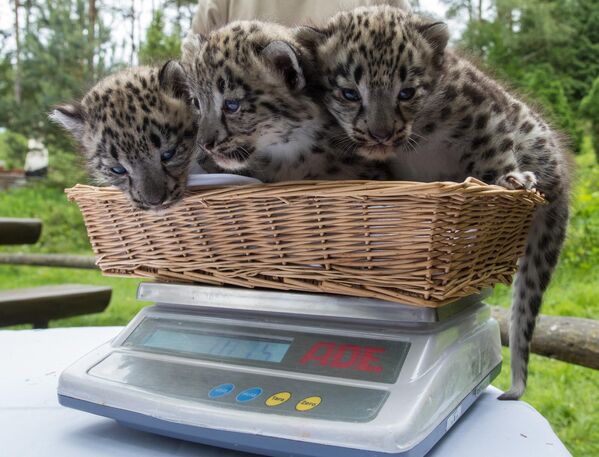 Wildpark Lueneburger Heide&quot; паркындагы илбирстин күчүктөрү. Германия - Sputnik Кыргызстан