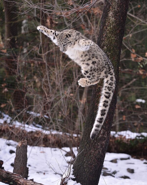 Зоопарктагы эң барктуу жана сөөлөттүү жаныбар. Бронкс аймагы, Нью-Йорк. - Sputnik Кыргызстан