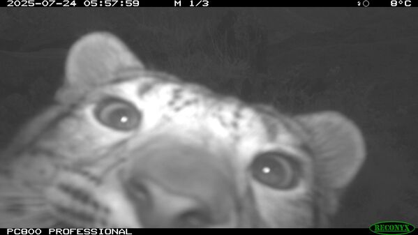 Саяно-Шушенск коругу. Фотокапкан &quot;чапкан&quot; барс. - Sputnik Кыргызстан