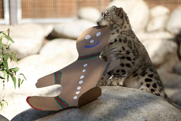 Ботаника багындагы зоопарктын жашоочусу.  Лос-Анжелес, Калифорния. - Sputnik Кыргызстан