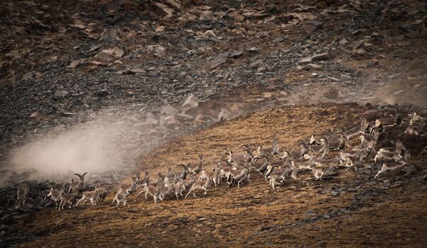 Ургаачы илбирс ууга чыкканда. Цинхай провинциясы, Кытай - Sputnik Кыргызстан