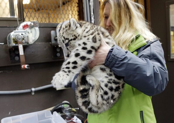 Вудленд-Парк зоопаркындагы илбирстин эки айлык күчүгүн таразага тартып жатышат. Сиэтл, АКШ. - Sputnik Кыргызстан