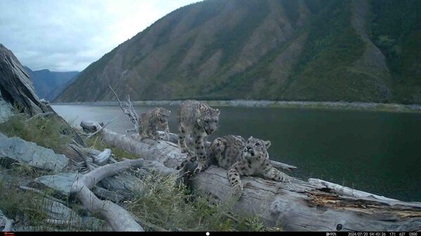 Саяно-Шушенскидеги илбистер. Бул сүрөттөр да фотокапкандан алынган. - Sputnik Кыргызстан