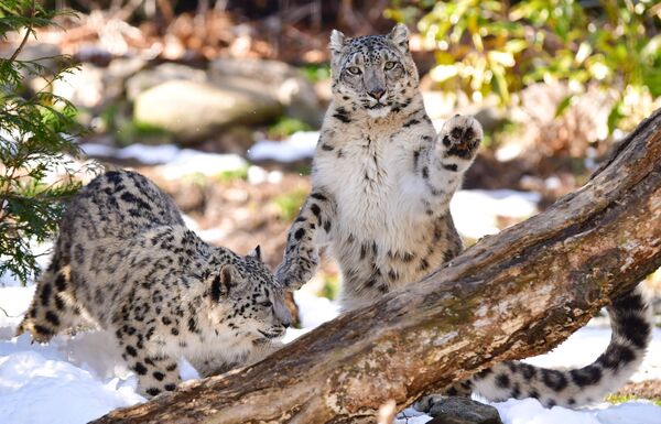 Эки илбирс. Бронкс зоопаркы. Нью-Йорк. АКШ. - Sputnik Кыргызстан
